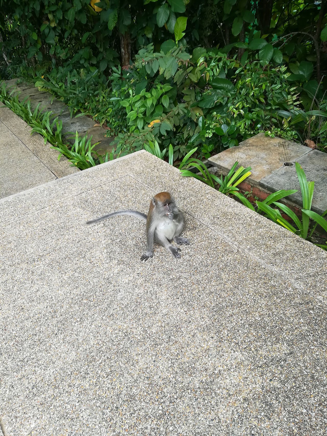 Bintan Island Monkey