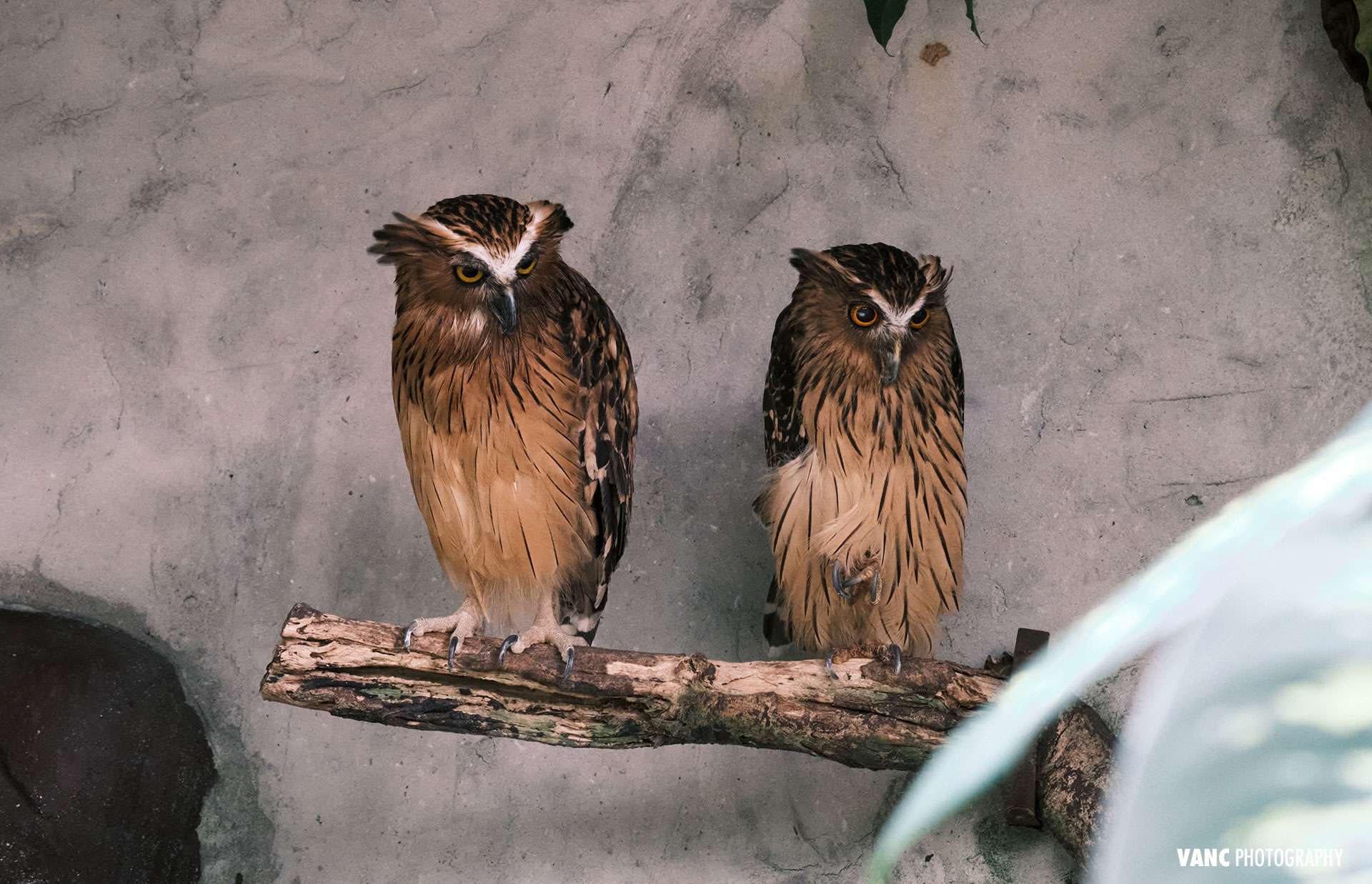 Owl At KL Bird Park