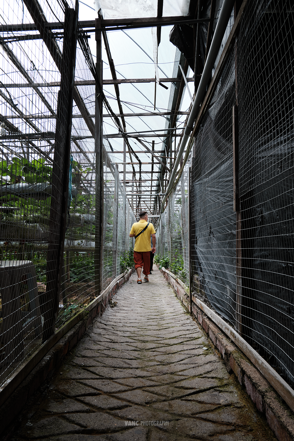 Strawberry Farm Cameron Highlands