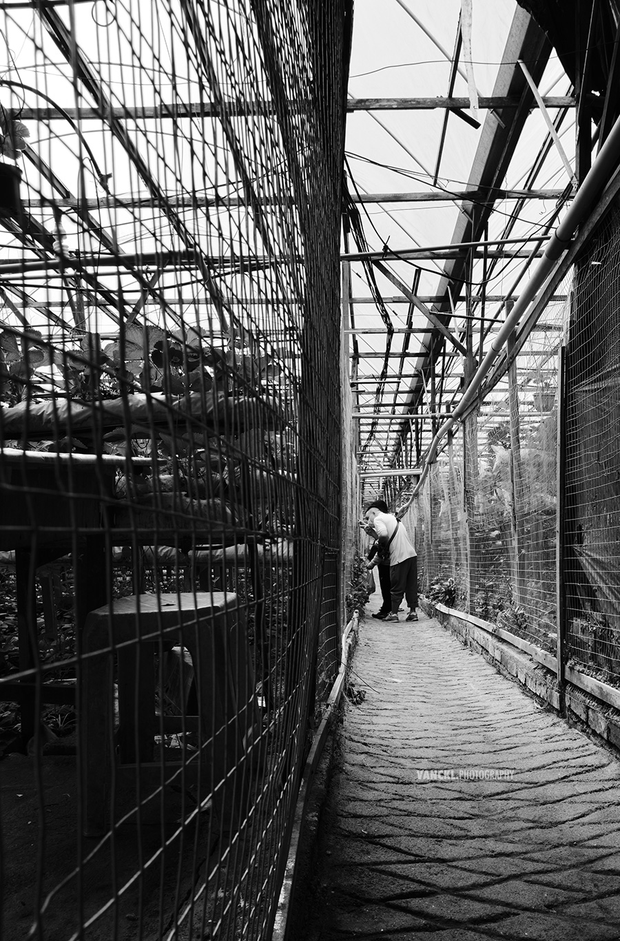 Strawberry Farm Cameron Highlands