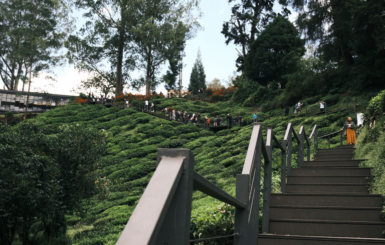 Boh Tea Cameron Highlands