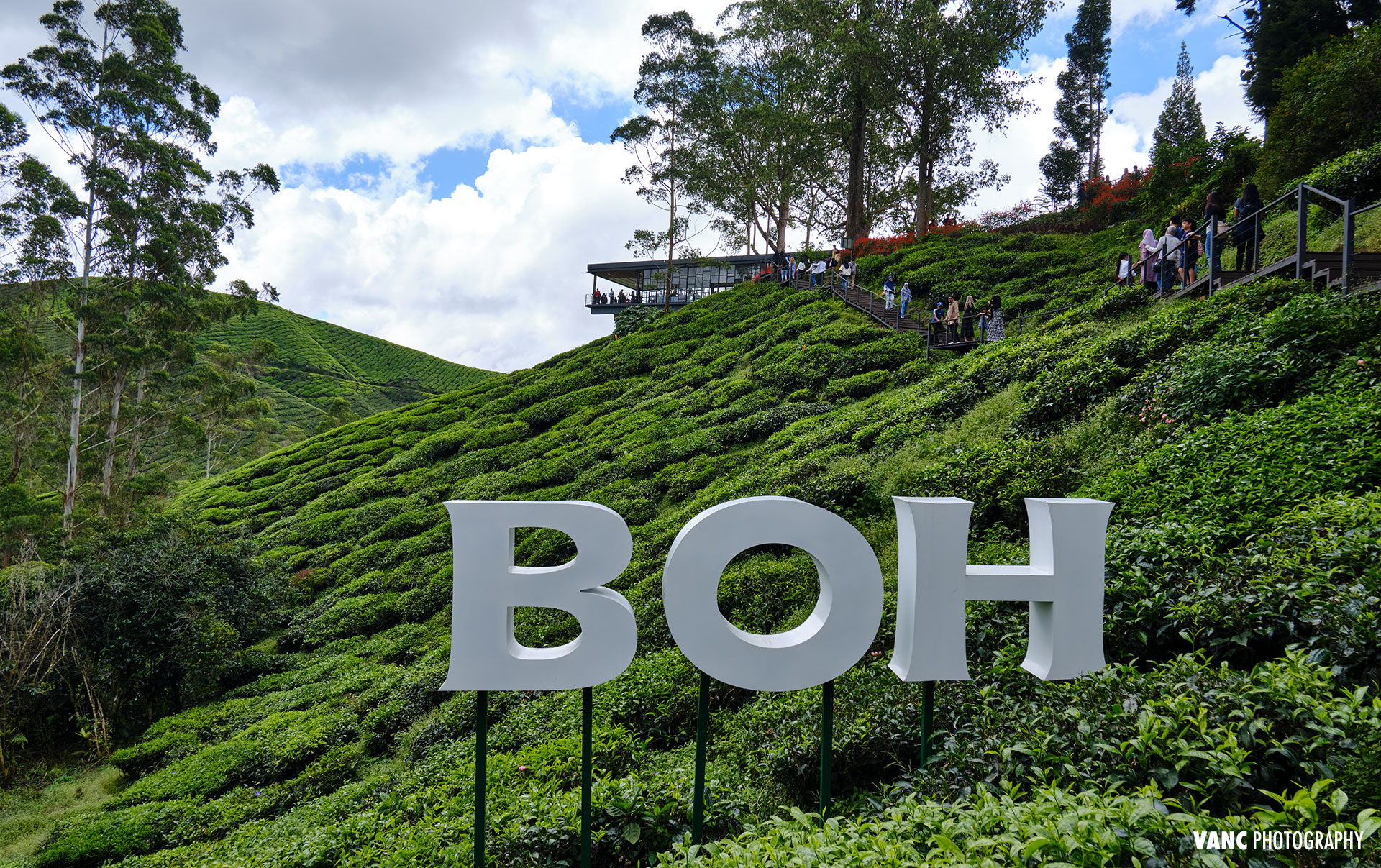 Boh Tea