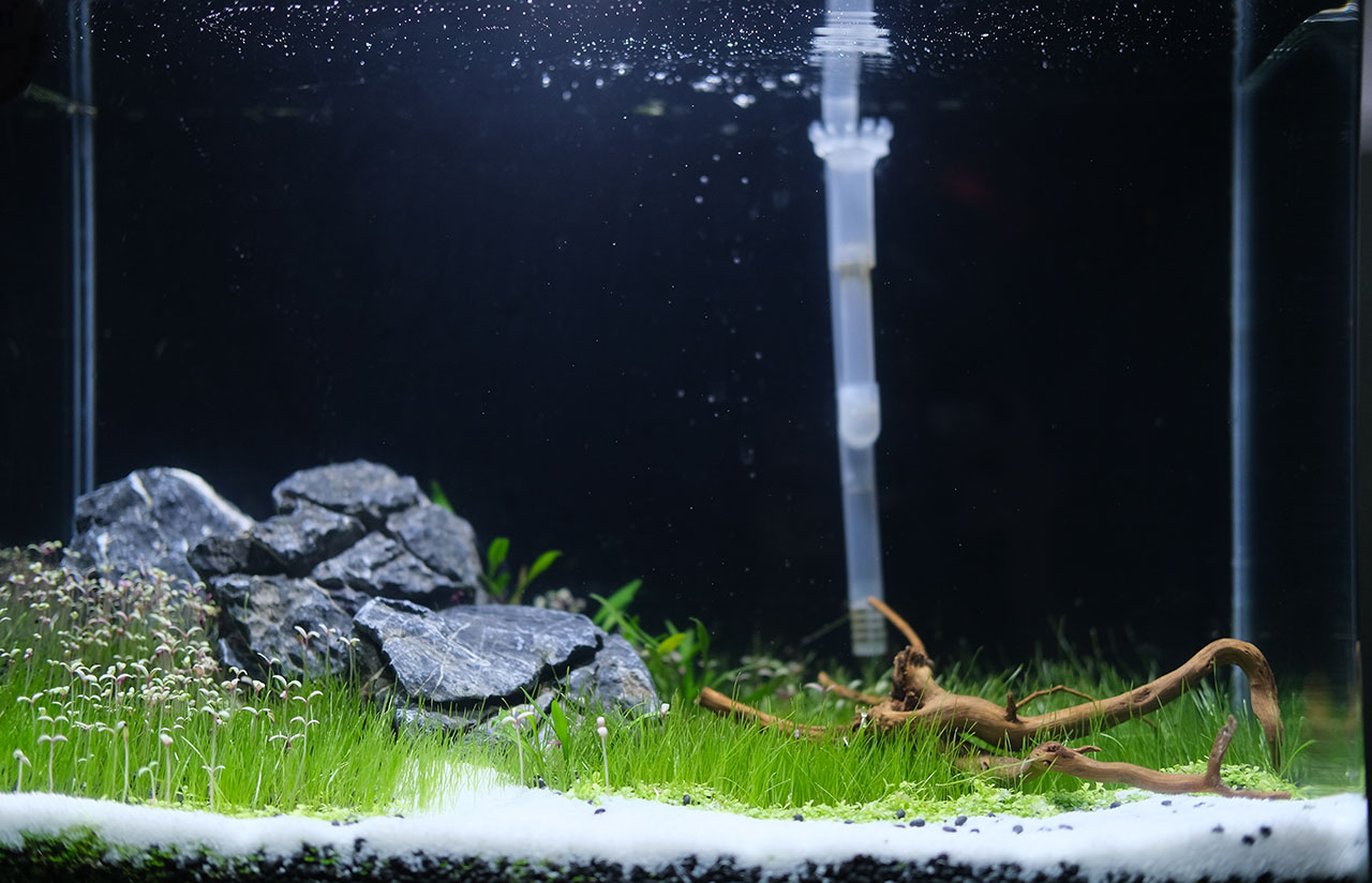 Betta Aquarium Aquatic Plant Guide