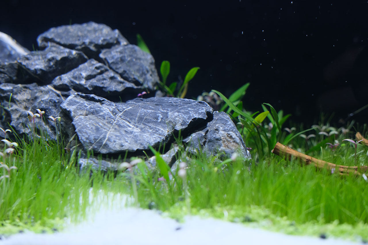 Aquascape Betta Aquarium Malaysia Seiryu Rocks Setup