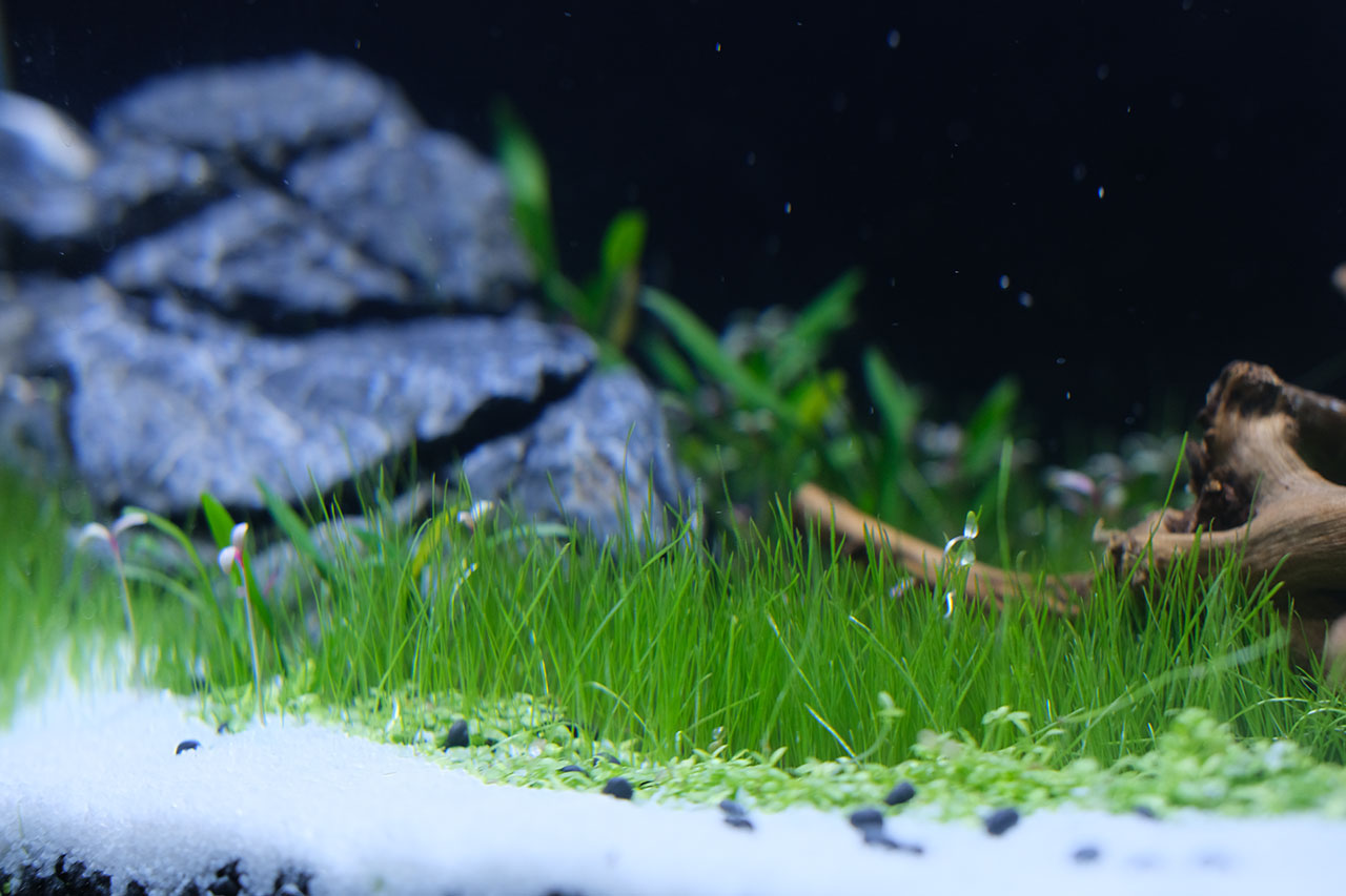 aquatic plant aquascape malaysia