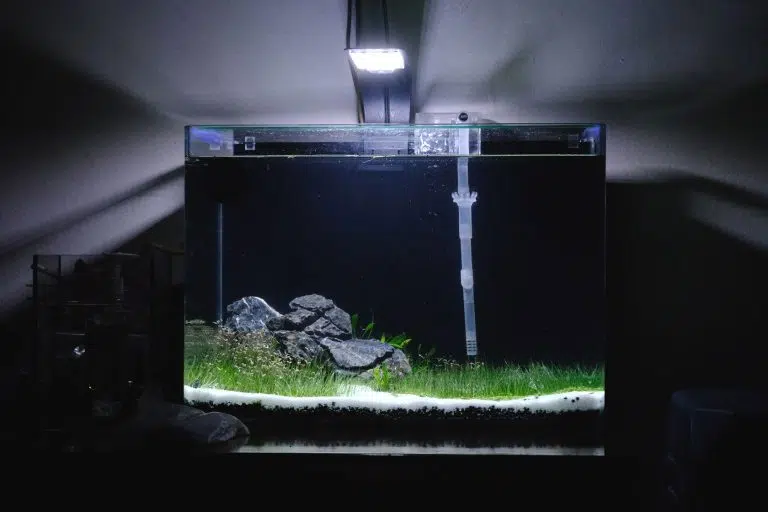 Betta Aquascape Aquarium Setup