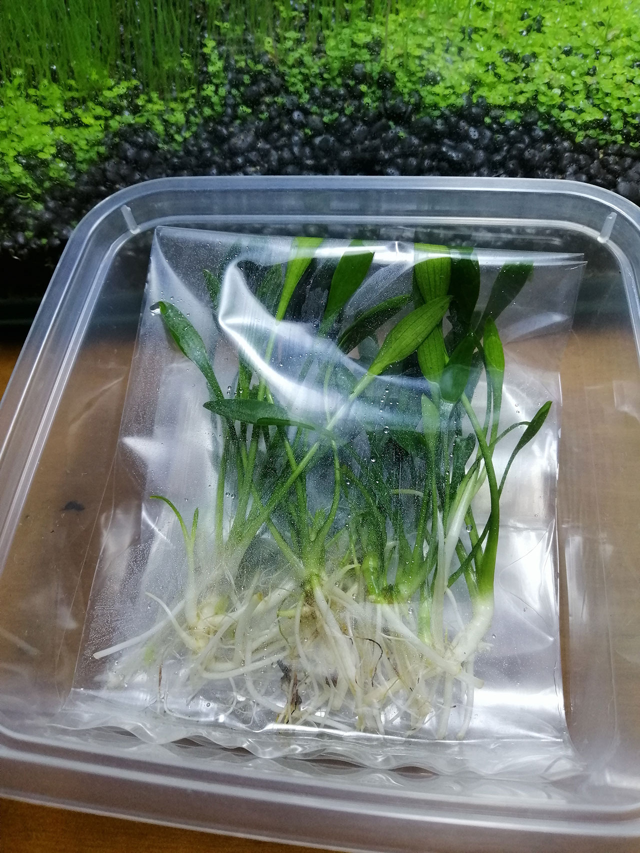 Cryptocoryne Parva Aquatic Plant Malaysia