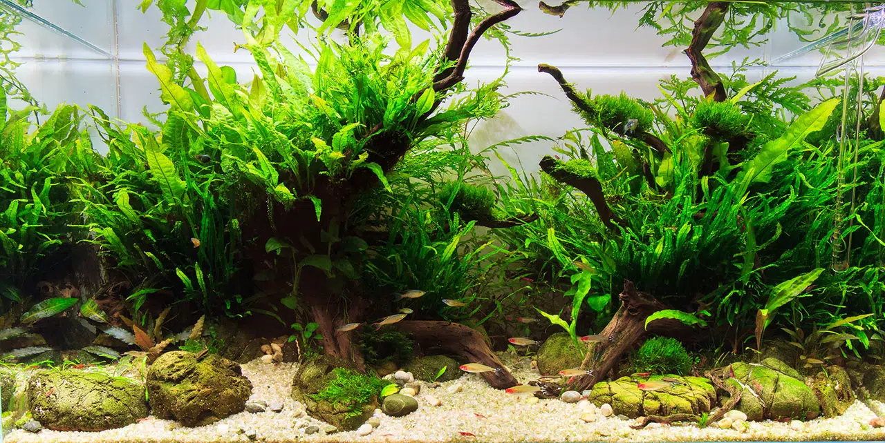 Aquascape Fish Tank