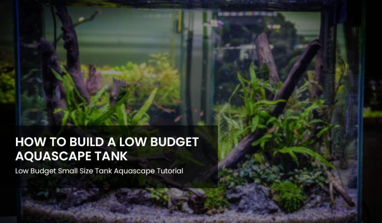 Build Low Budget Aquascape Tank